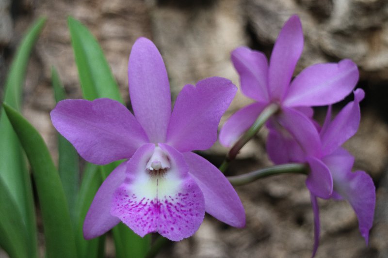 f:id:cymagin:20211023211040j:plain