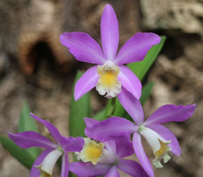 f:id:cymagin:20211023212025j:plain