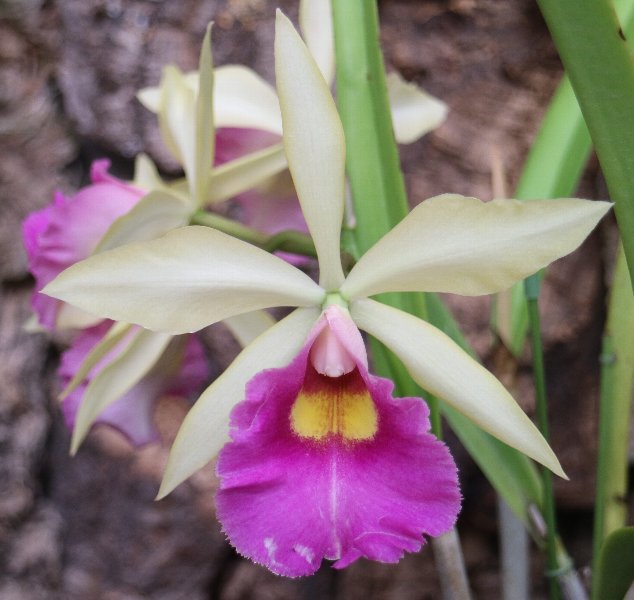 f:id:cymagin:20211023214033j:plain