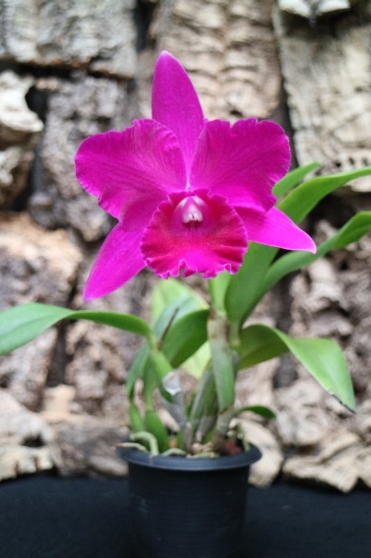 f:id:cymagin:20220125135107j:plain