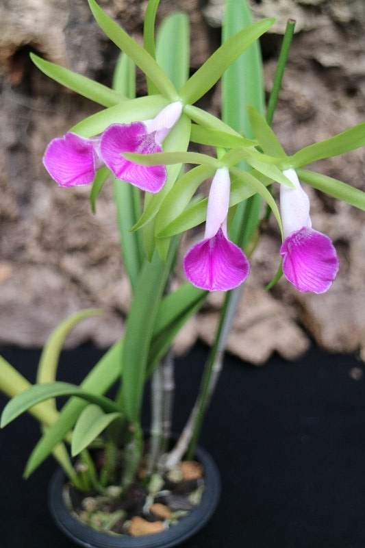 f:id:cymagin:20220125140048j:plain