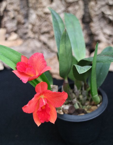 f:id:cymagin:20220125140351j:plain