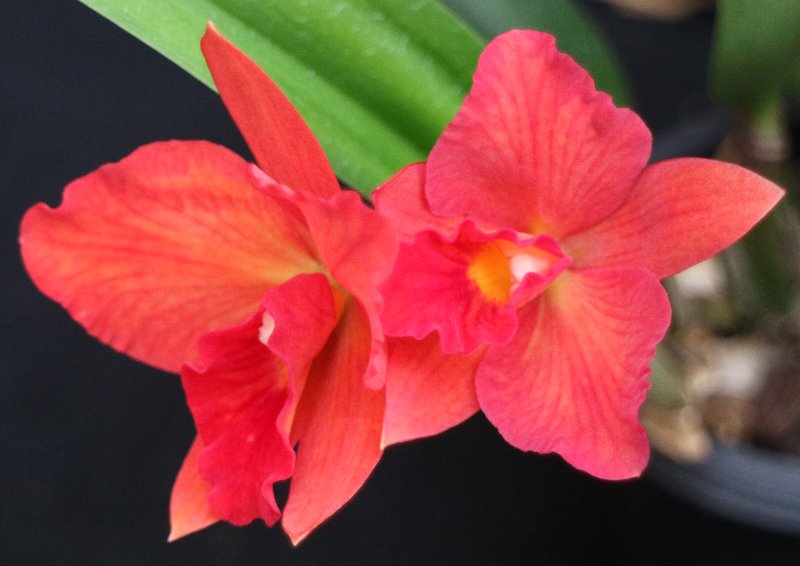 f:id:cymagin:20220125140411j:plain