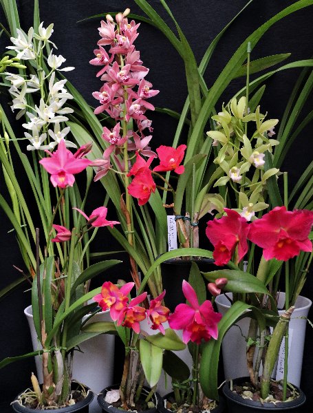 f:id:cymagin:20220211132230j:plain