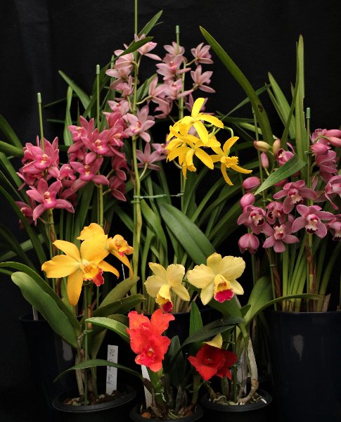 f:id:cymagin:20220211134950j:plain