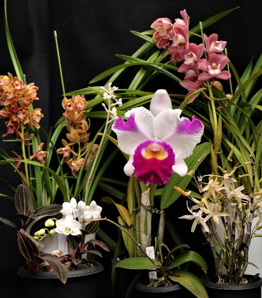 f:id:cymagin:20220211141012j:plain