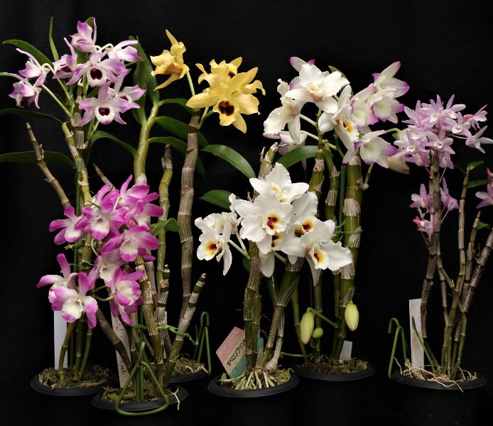 f:id:cymagin:20220211142502j:plain