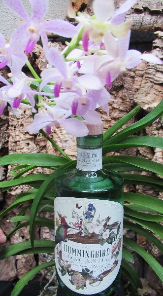 ハミングバード オーガニック ジン」 今夜は飛んでる夢を見るでしょう