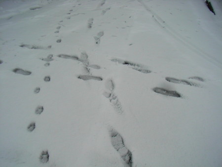 f:id:cymbals:20080203094831j:image:w240