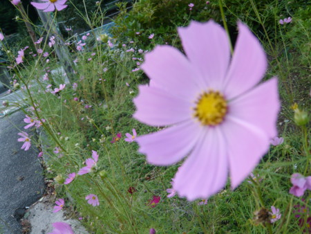 f:id:cymbals:20080914173816j:image:w300