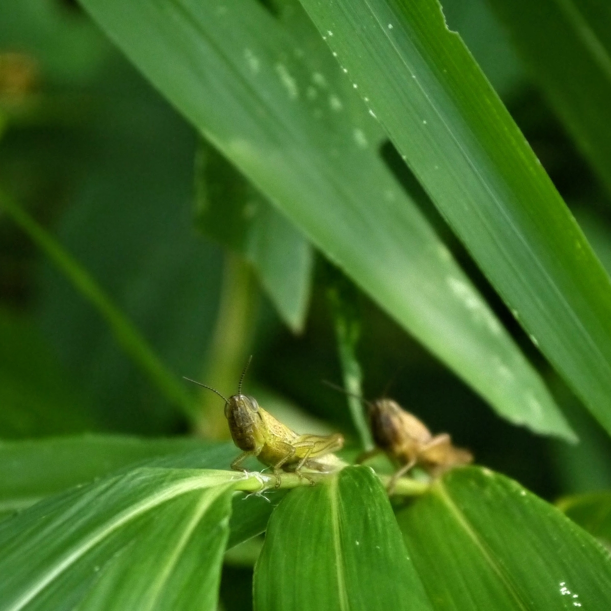 f:id:cyoiyamaclub:20200915124103j:plain