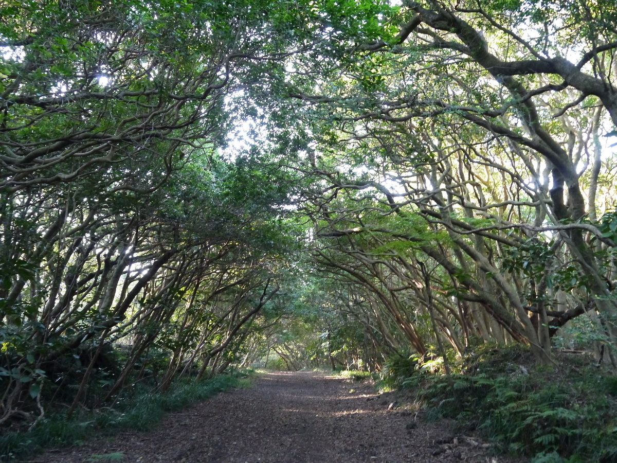 f:id:cyoiyamaclub:20201115104650j:plain