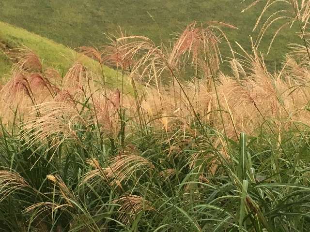 f:id:cyu-ko:20170925213142j:plain f:id:cyu-ko:20170925213142j:plain