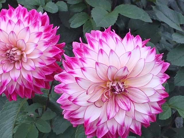 f:id:cyu-ko:20171012205154j:plain f:id:cyu-ko:20171012205154j:plain