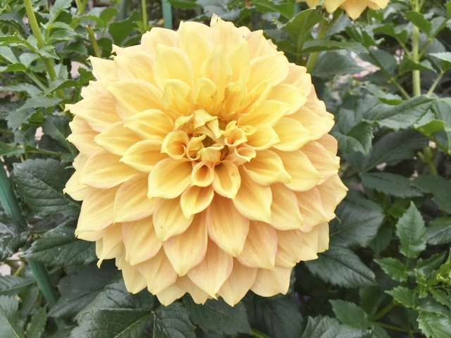 f:id:cyu-ko:20171012205205j:plain f:id:cyu-ko:20171012205205j:plain