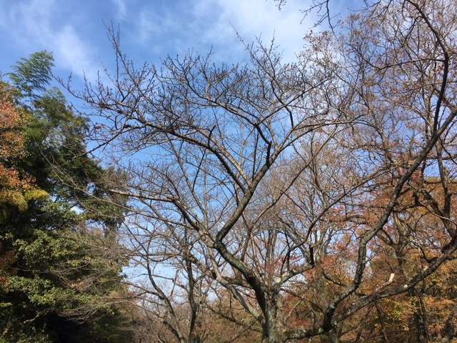 f:id:cyu-ko:20171117145216j:plain f:id:cyu-ko:20171117145216j:plain