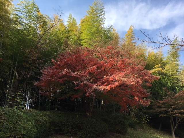 f:id:cyu-ko:20171117145230j:plain f:id:cyu-ko:20171117145230j:plain