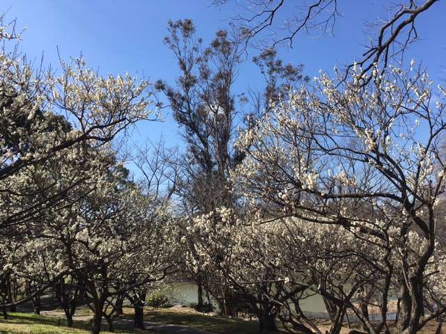 f:id:cyu-ko:20180306220506j:plain f:id:cyu-ko:20180306220506j:plain