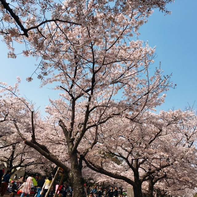 f:id:cyu-ko:20180401181242j:plain f:id:cyu-ko:20180401181242j:plain