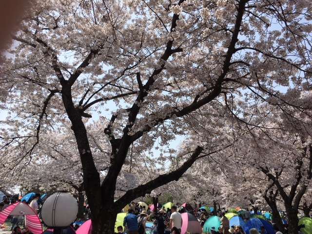 f:id:cyu-ko:20180401181333j:plain f:id:cyu-ko:20180401181333j:plain
