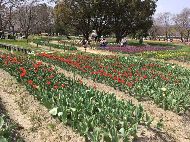 f:id:cyu-ko:20180401181649j:plain f:id:cyu-ko:20180401181649j:plain