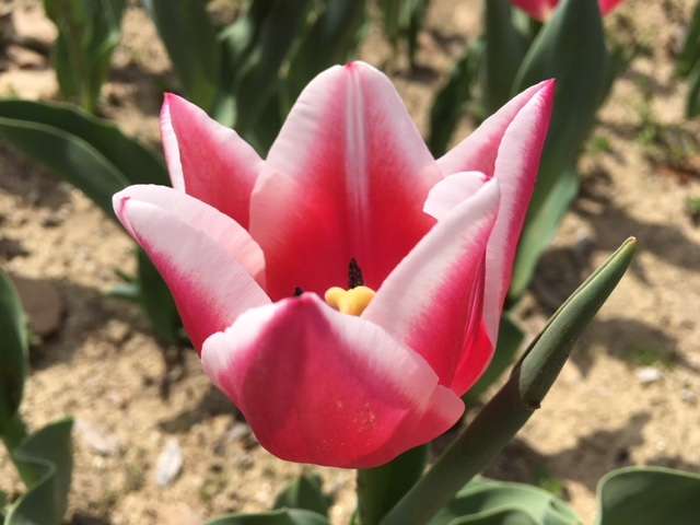 f:id:cyu-ko:20180401181751j:plain f:id:cyu-ko:20180401181751j:plain