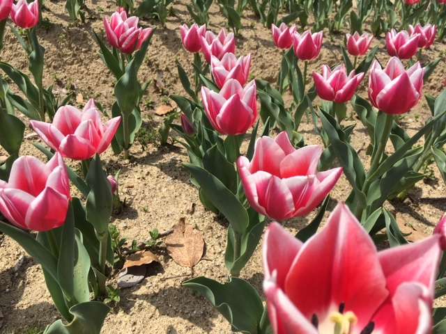 f:id:cyu-ko:20180401181804j:plain f:id:cyu-ko:20180401181804j:plain