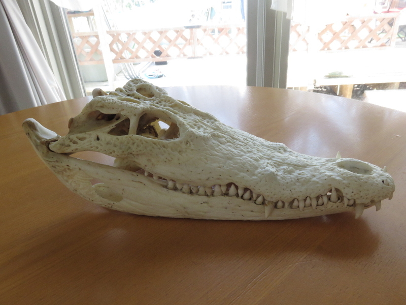 クロコダイル イリエワニ - 虫研 ブログ