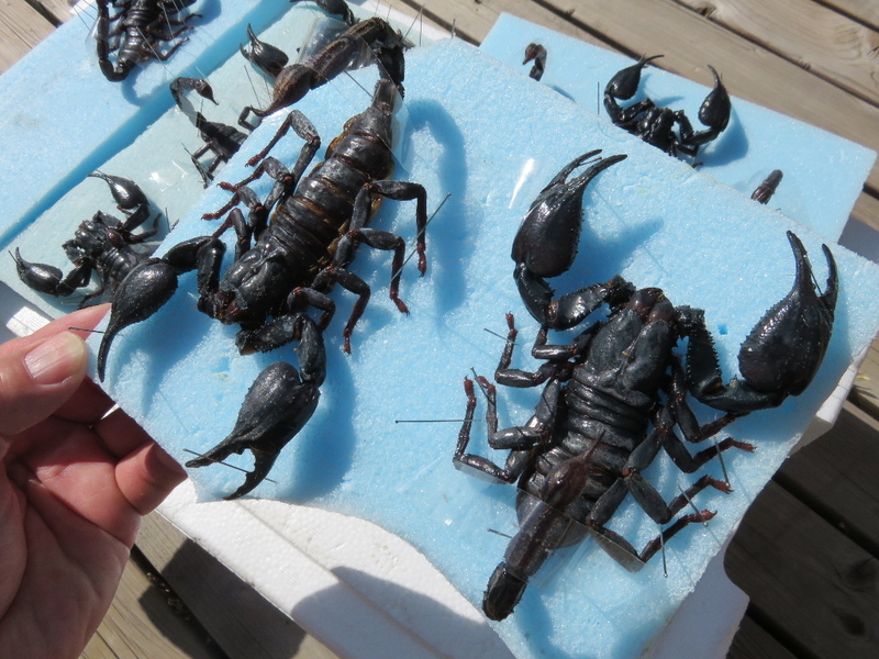 ●大型クモ（Eurypelma spincrus＆サソリ標本 額装昆虫生物展示 ○大型クモ（Eurypelma spincrus＆サソリ標本 額装昆虫生物展示 ○大型
