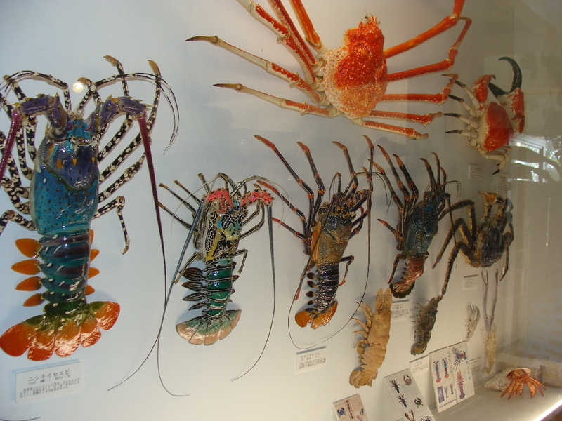 カニ 化石 博物館 地学 標本 甲殻類 勉強資料 カニ 化石 博物館 地学