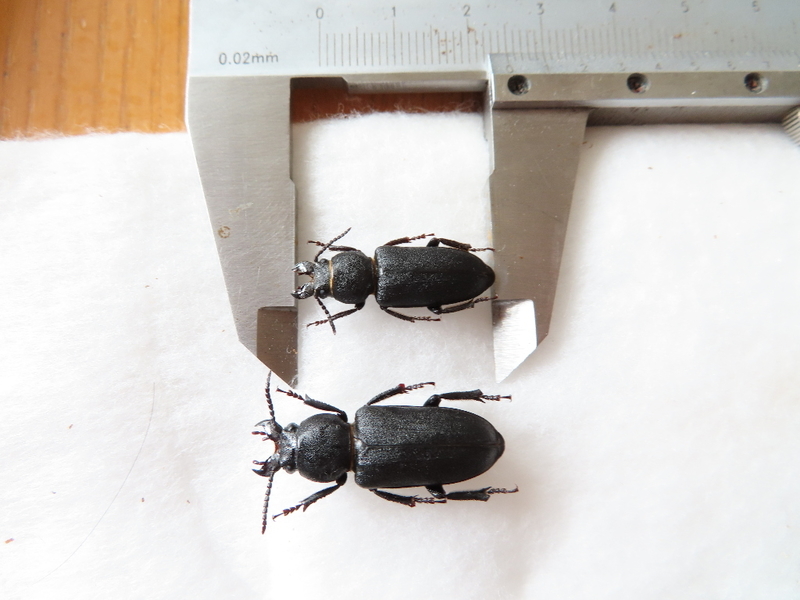 カミキリムシ図鑑 クロカミキリ 虫研 ブログ