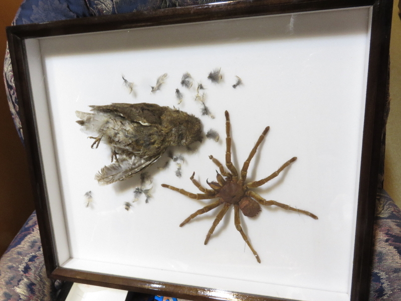 昆虫 標本 虫研 ブログ