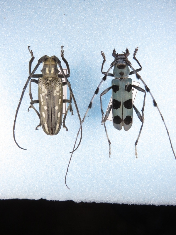カミキリムシ標本❌2 昆虫用品