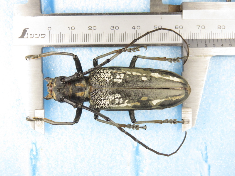 カミキリムシ 図鑑 ルリボシカミキリ 虫研 ブログ