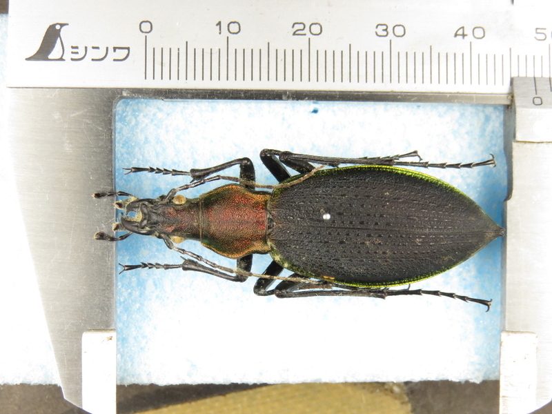 マイマイカブリ（ホンマイマイカブリ）昆虫標本 マイマイカブリの地域