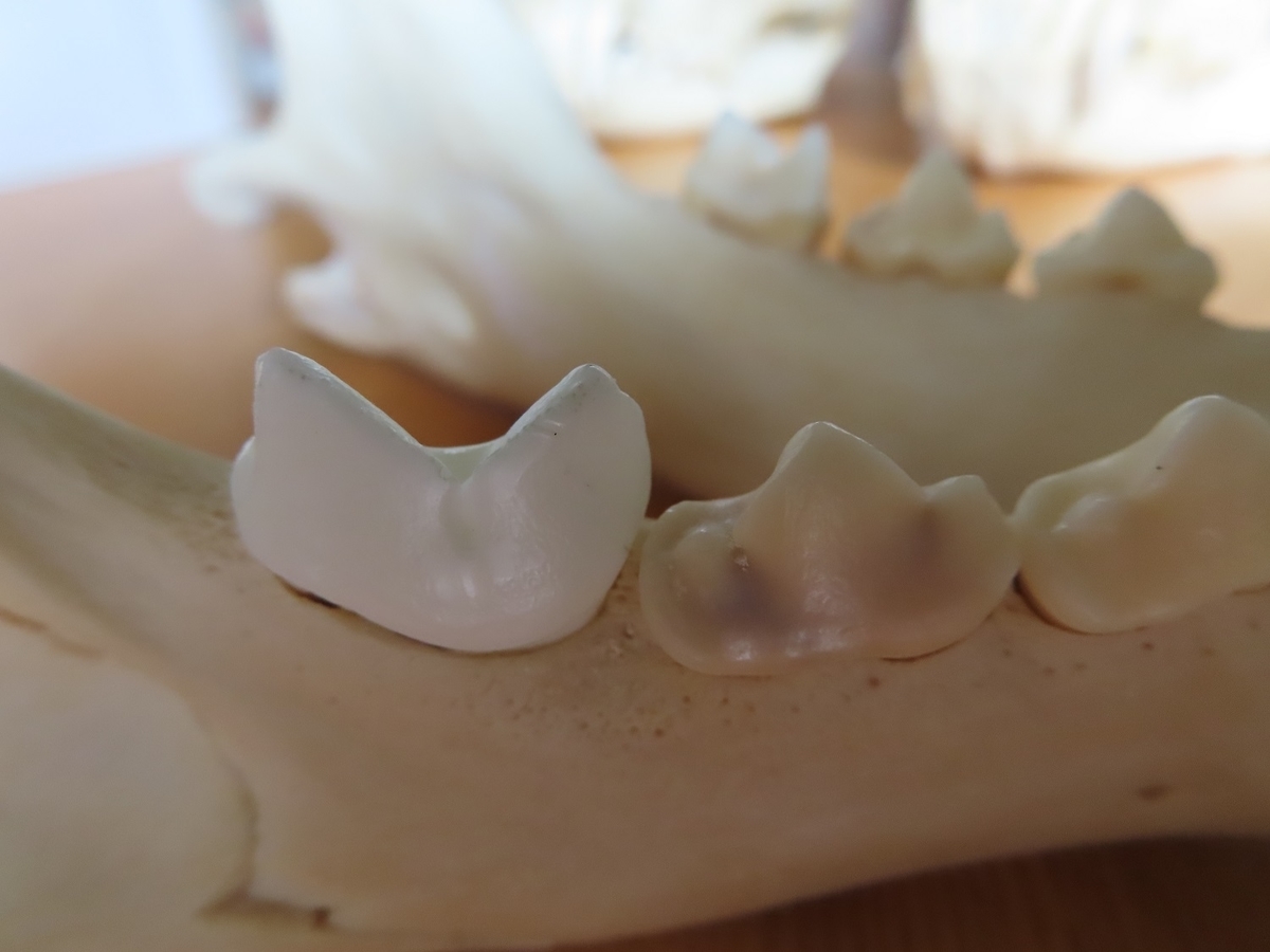 f:id:cyuuken1:20190928210345j:plain