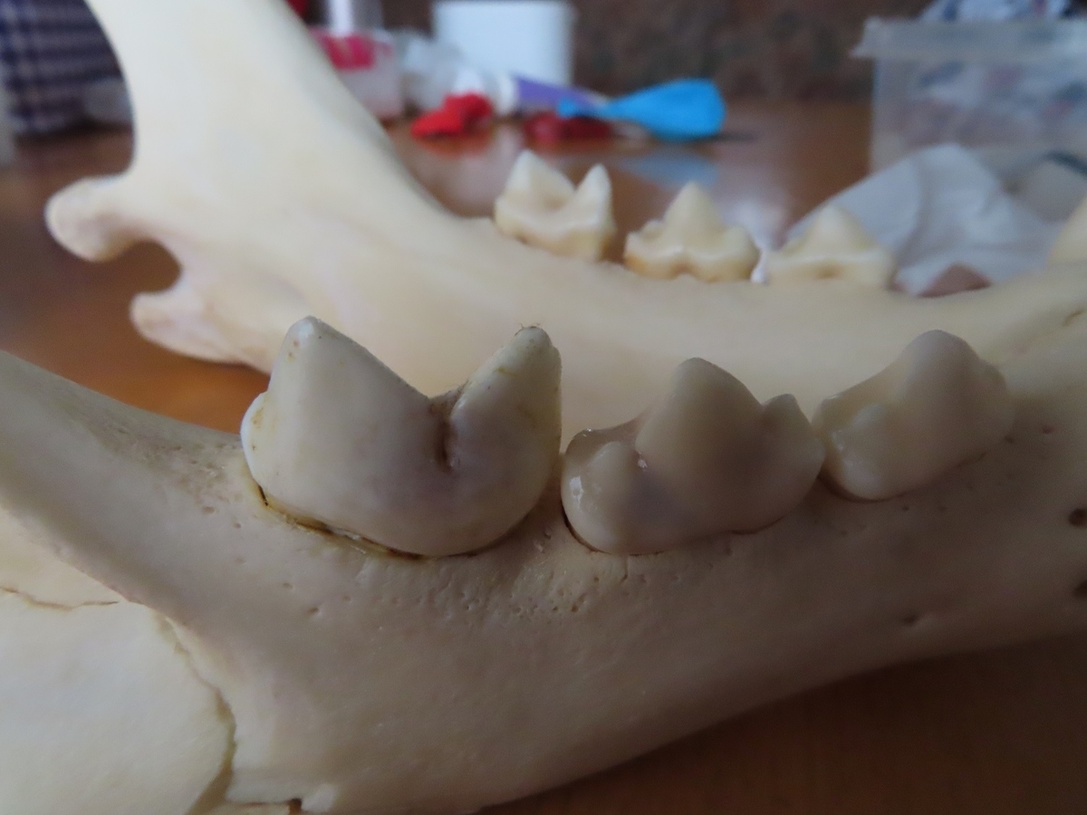 f:id:cyuuken1:20190928210518j:plain