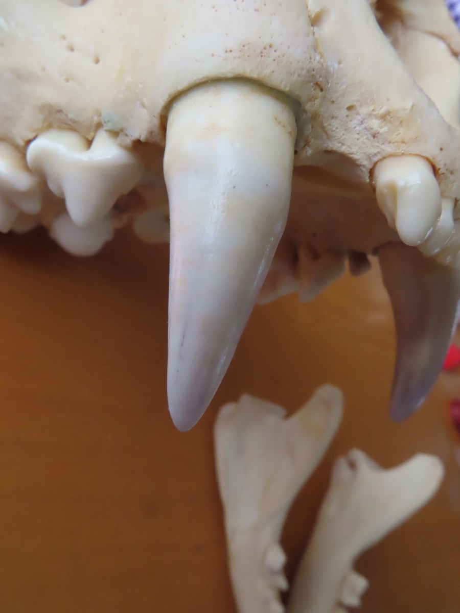 f:id:cyuuken1:20190928210700j:plain