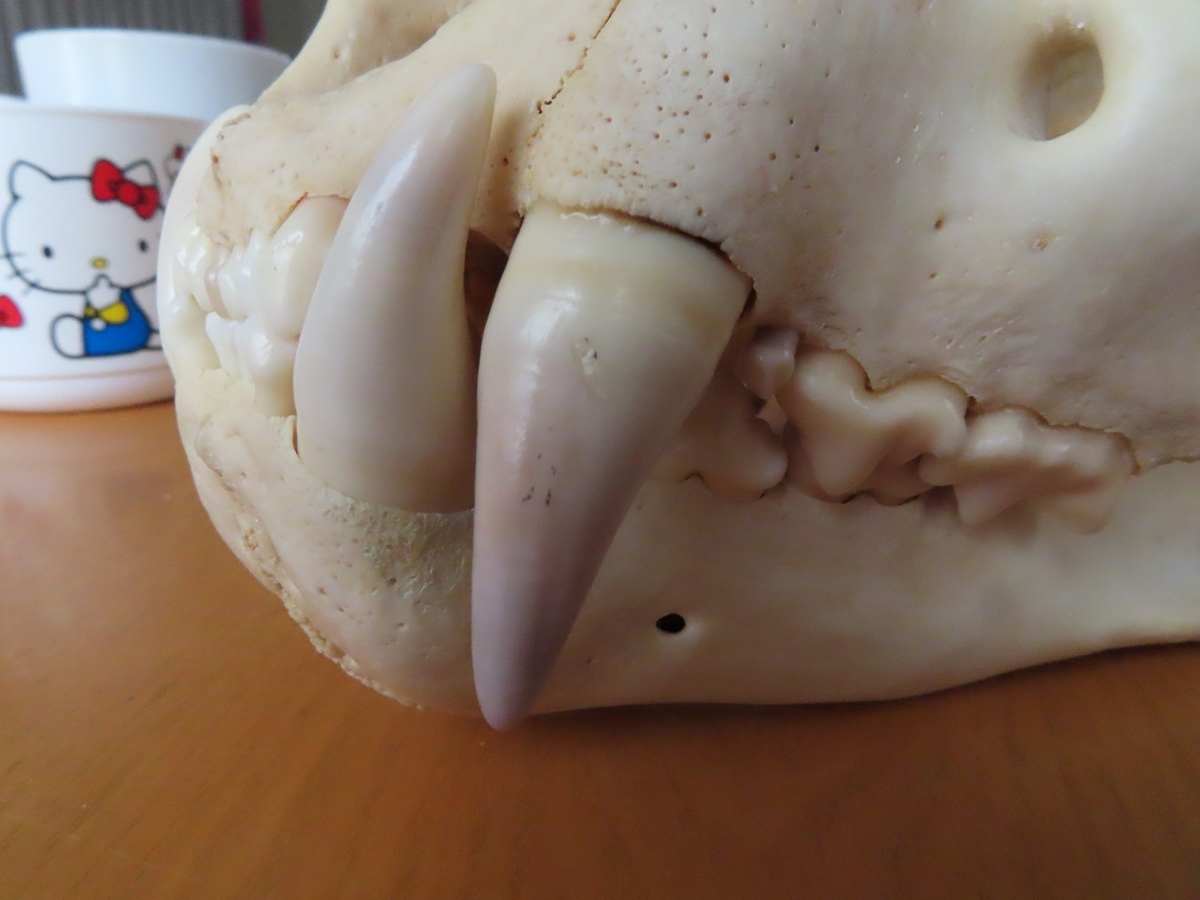 f:id:cyuuken1:20190928211049j:plain