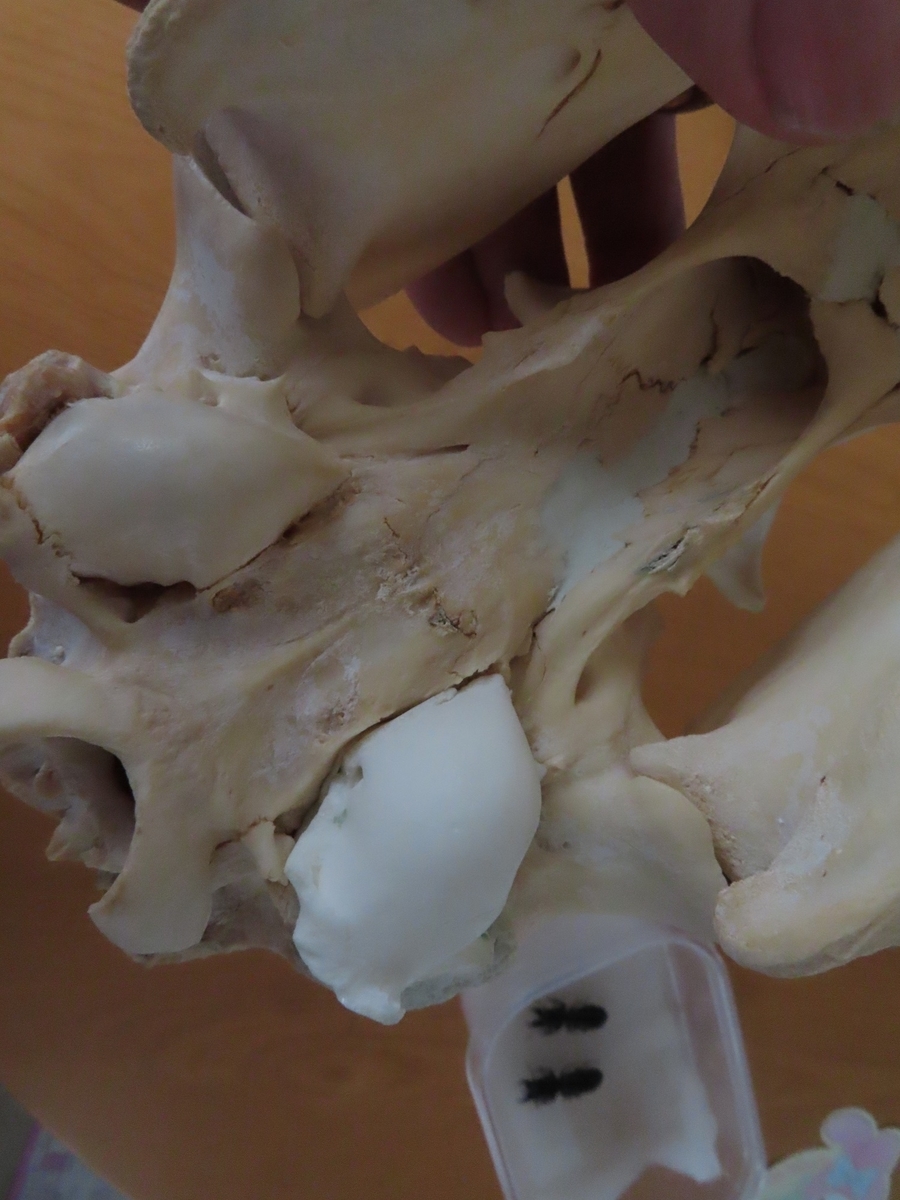 f:id:cyuuken1:20190928211517j:plain