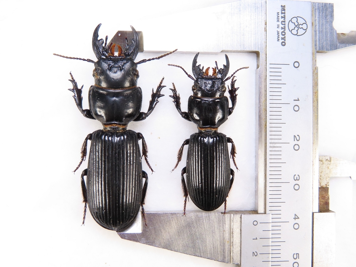 オオヒョウタンゴミムシ の最大は！ - 虫研 ブログ