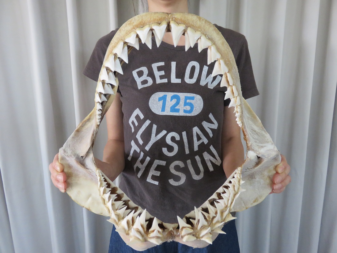 サメ 歯 顎 - 虫研 ブログ