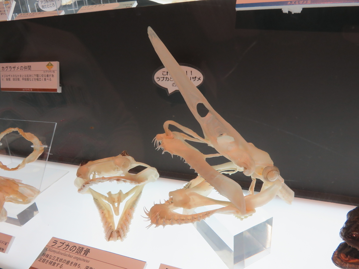 ラブカ（Chlamydoselachus anguineus）の顎骨標本