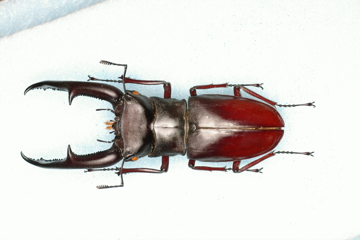 クワガタムシの博物学 キルヒナーフタマタクワガタ 虫研 ブログ