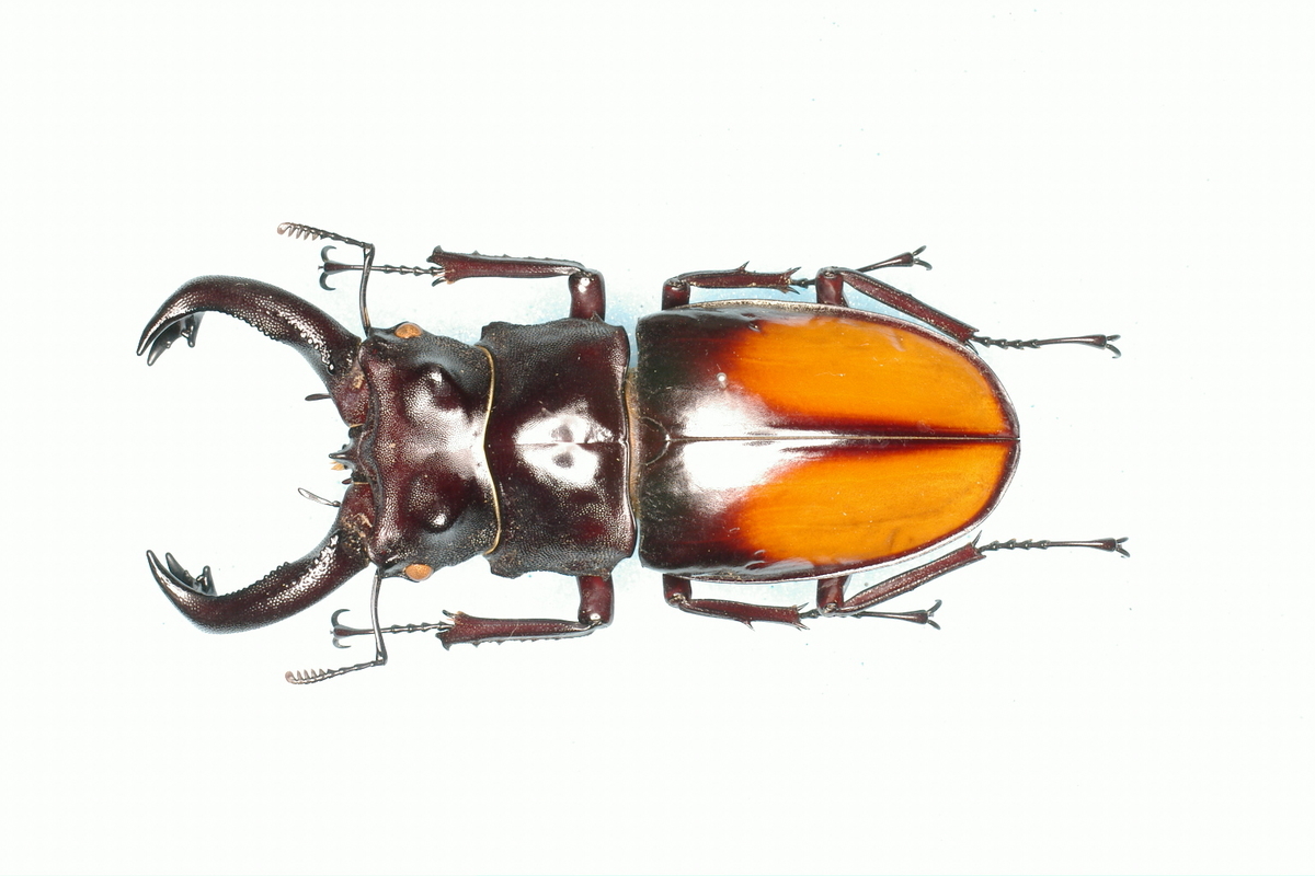 クワガタムシの博物学 キルヒナーフタマタクワガタ - 虫研 ブログ