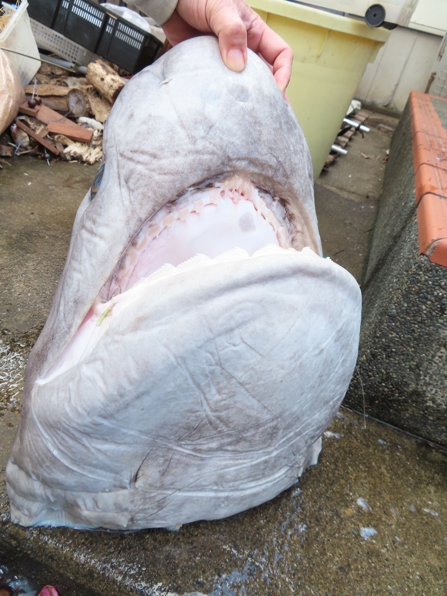 巨大魚 釣り 虫研 ブログ