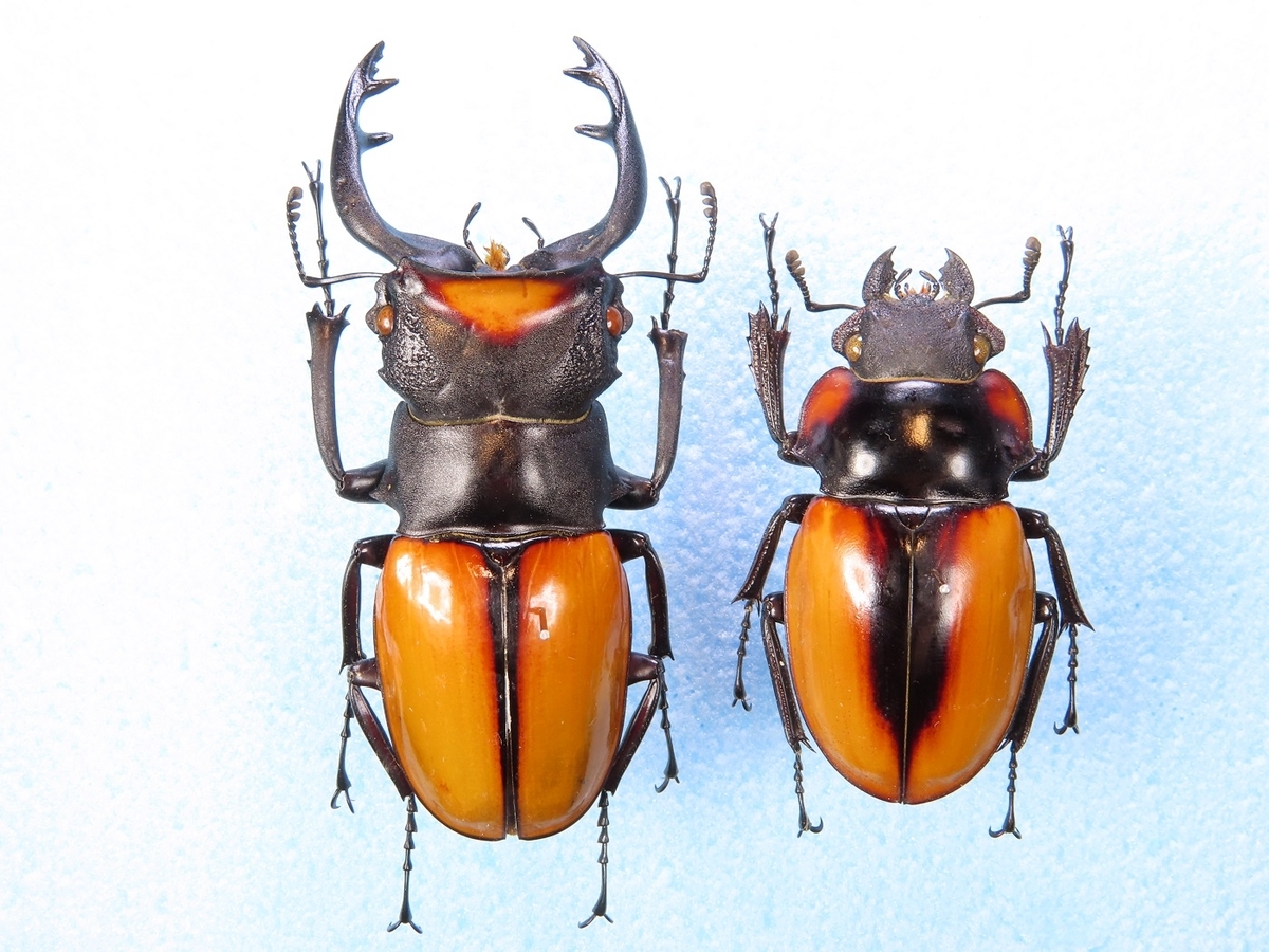 f:id:cyuuken1:20200609185817j:plain f:id:cyuuken1:20200609185817j:plain