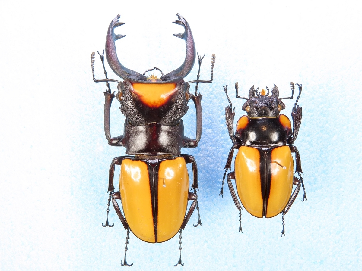 f:id:cyuuken1:20200609185920j:plain f:id:cyuuken1:20200609185920j:plain