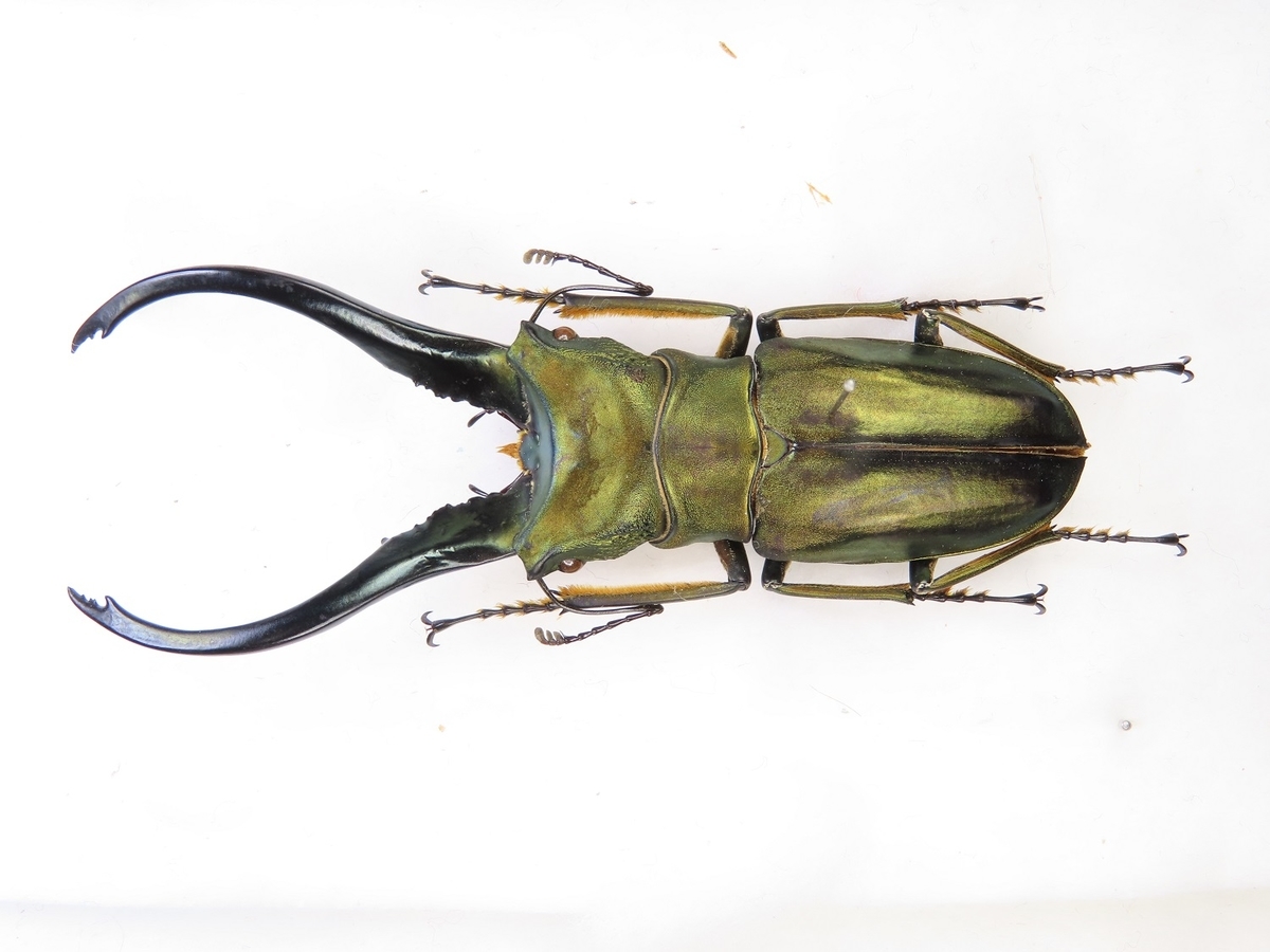 f:id:cyuuken1:20200903194954j:plain