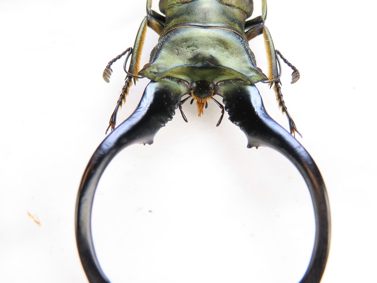 f:id:cyuuken1:20200903195016j:plain